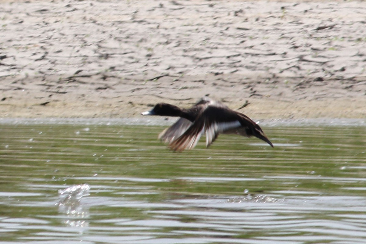 Greater Scaup - ML612431756