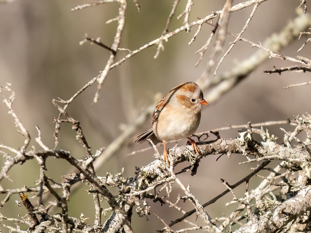 Field Sparrow - Sheila Ellwood