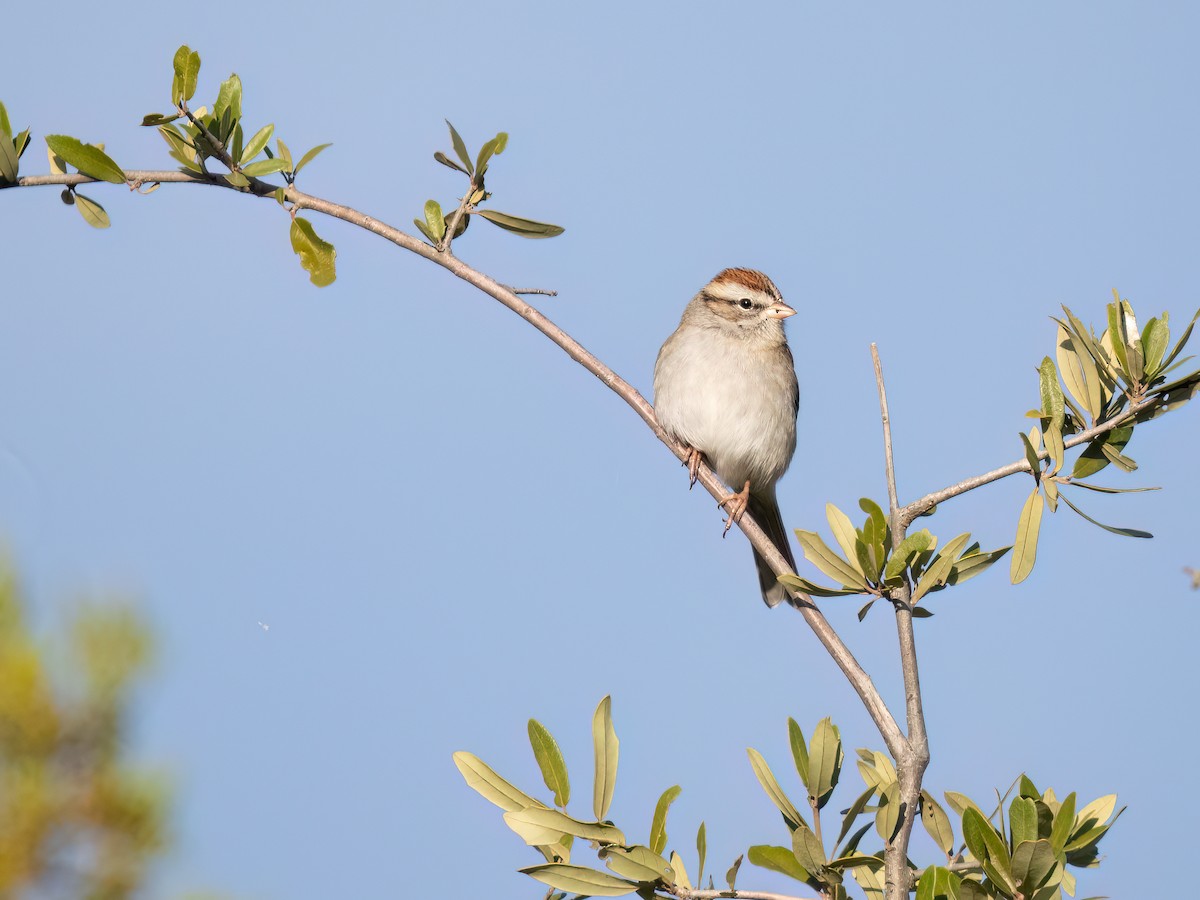 Chipping Sparrow - ML612431783
