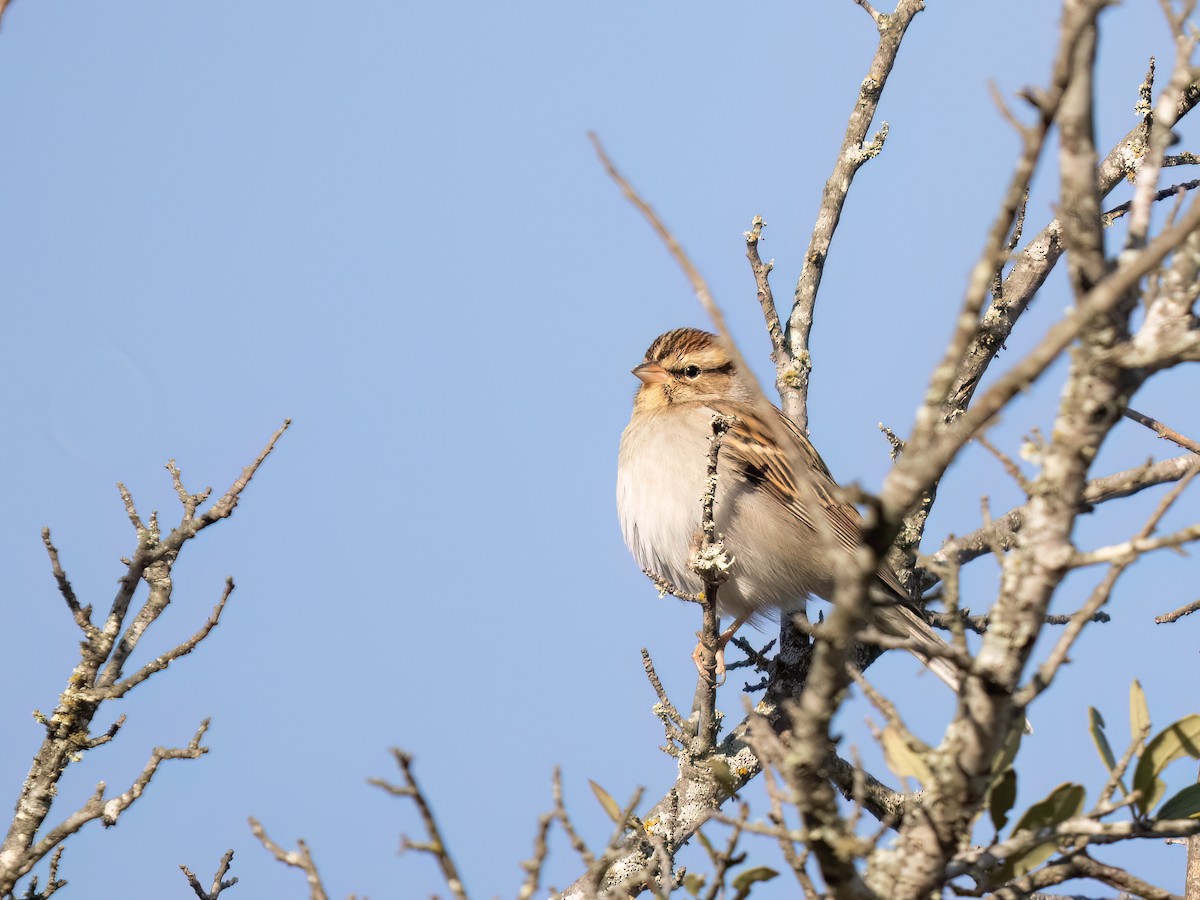 Chipping Sparrow - ML612431784
