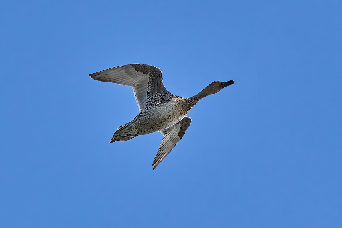 Northern Pintail - Beata Milhano