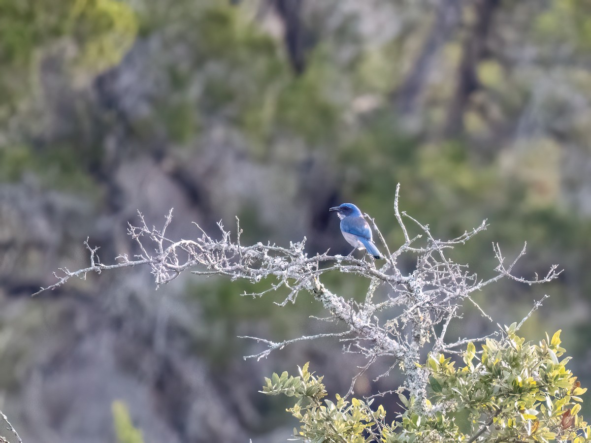 Woodhouse's Scrub-Jay - ML612431826