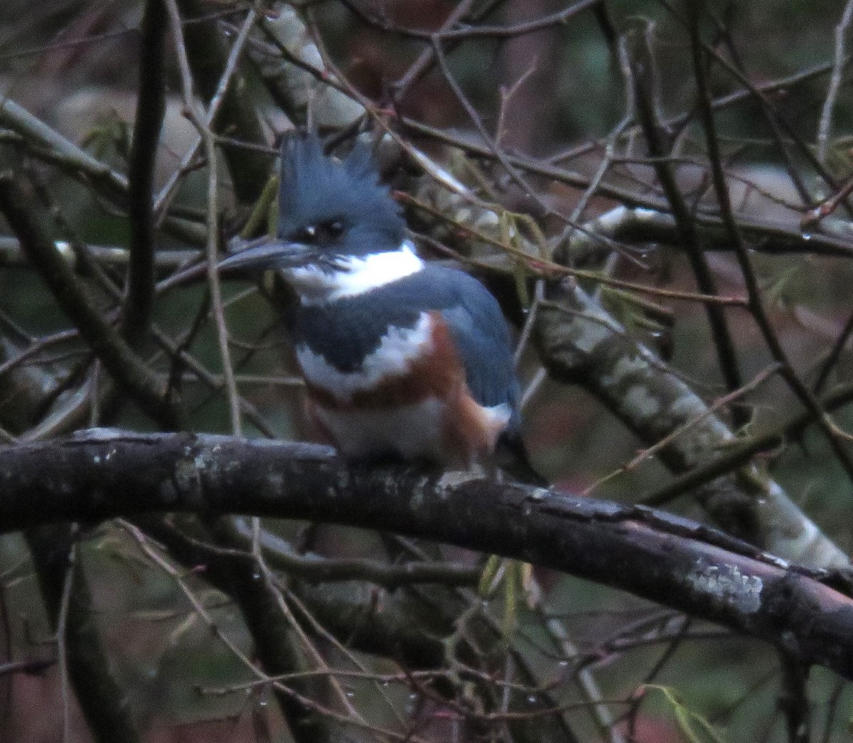 Belted Kingfisher - ML612431830