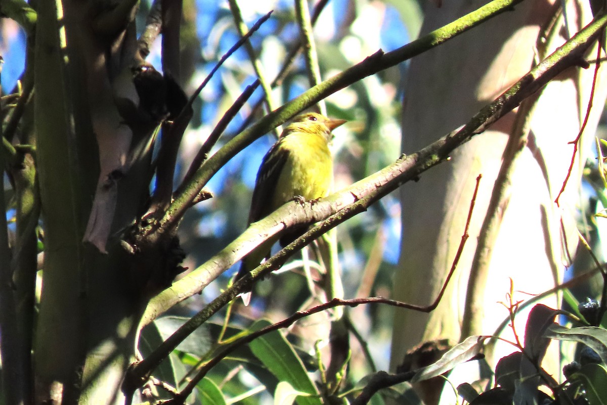 Western Tanager - ML612431857