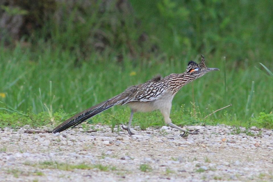 Greater Roadrunner - ML612431869