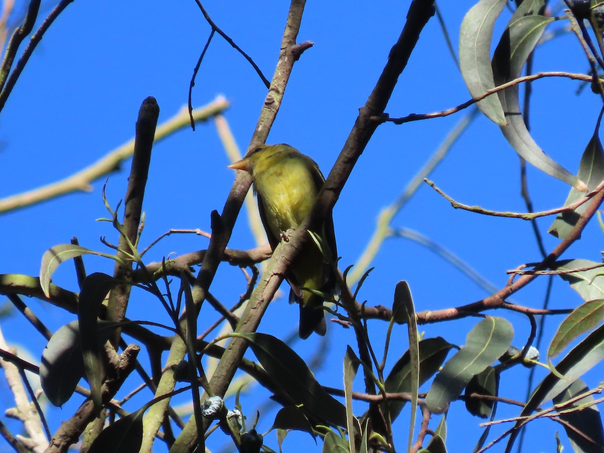 Western Tanager - ML612431870