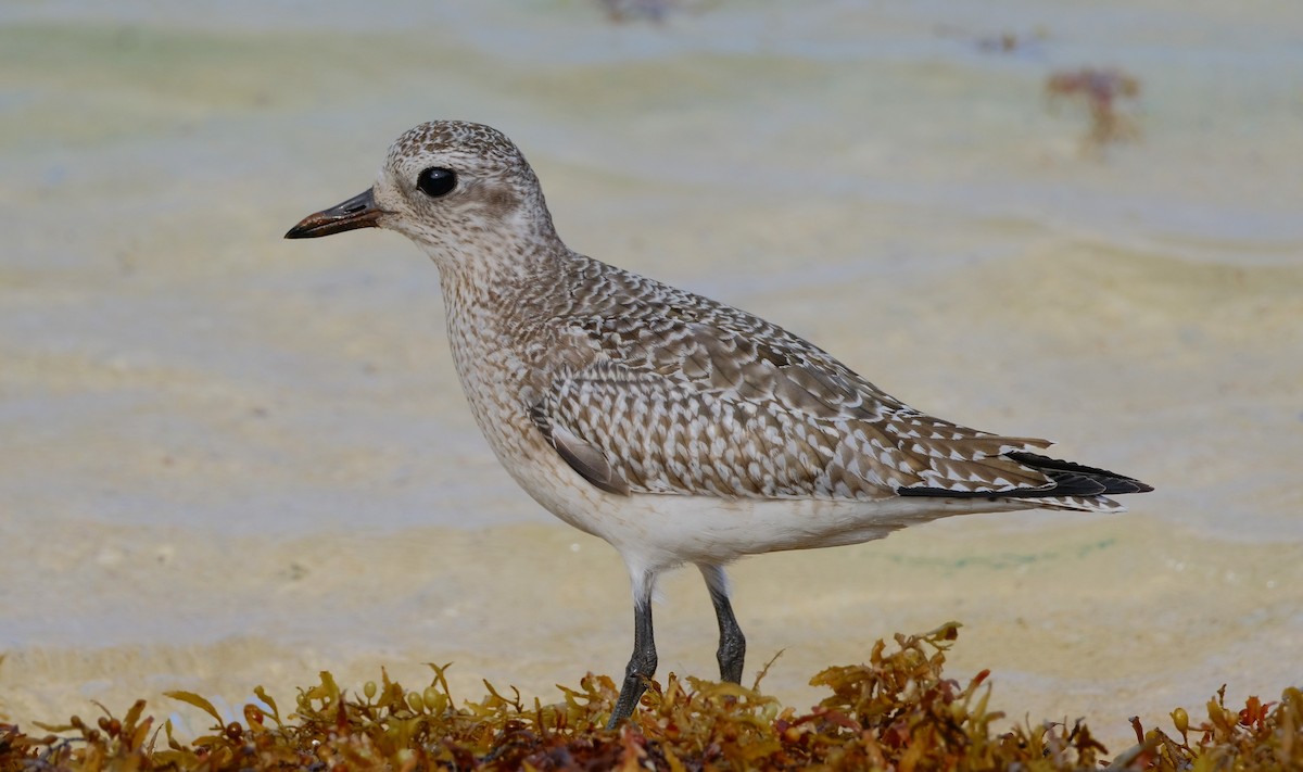 Black-bellied Plover - ML612431894