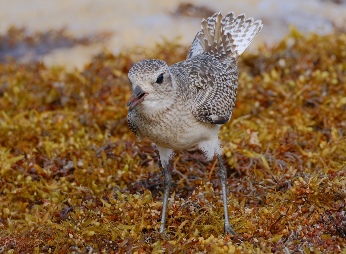 Black-bellied Plover - ML612431907