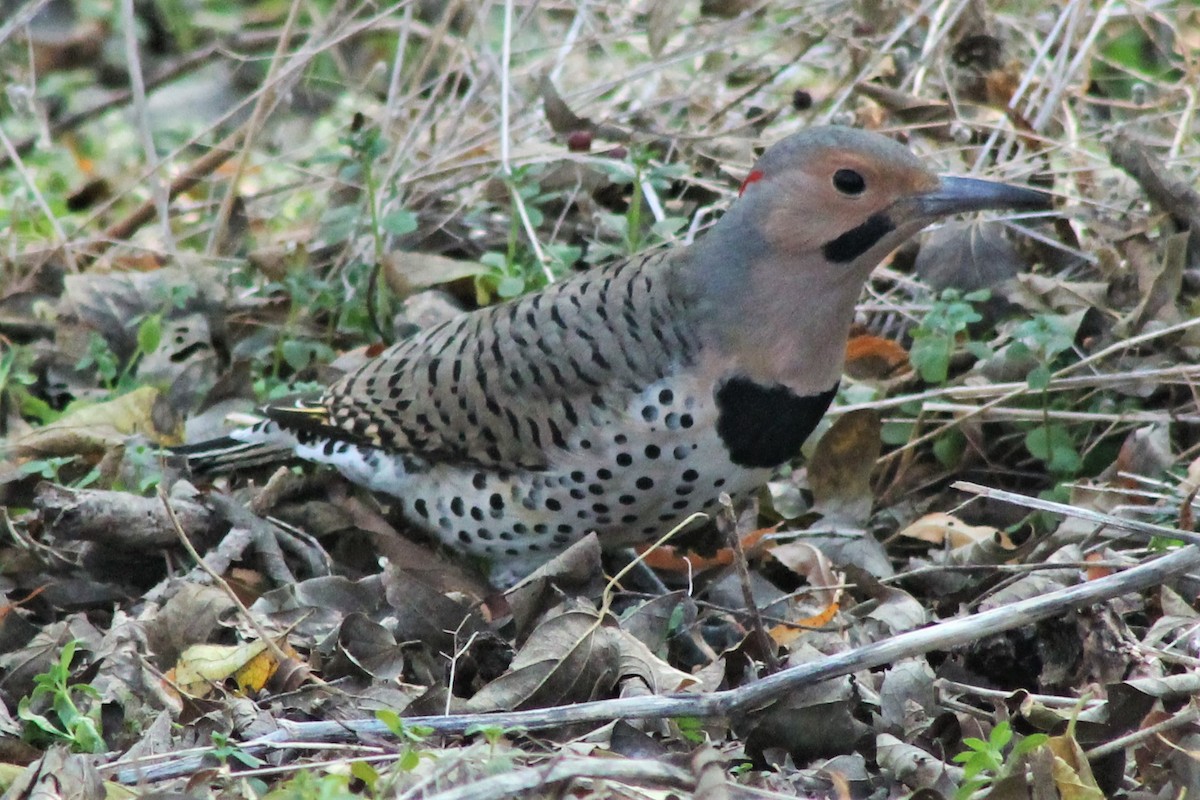 Northern Flicker - ML612431909