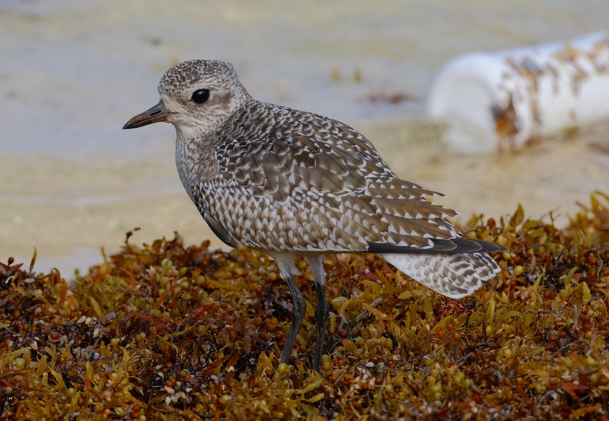 Black-bellied Plover - ML612431912