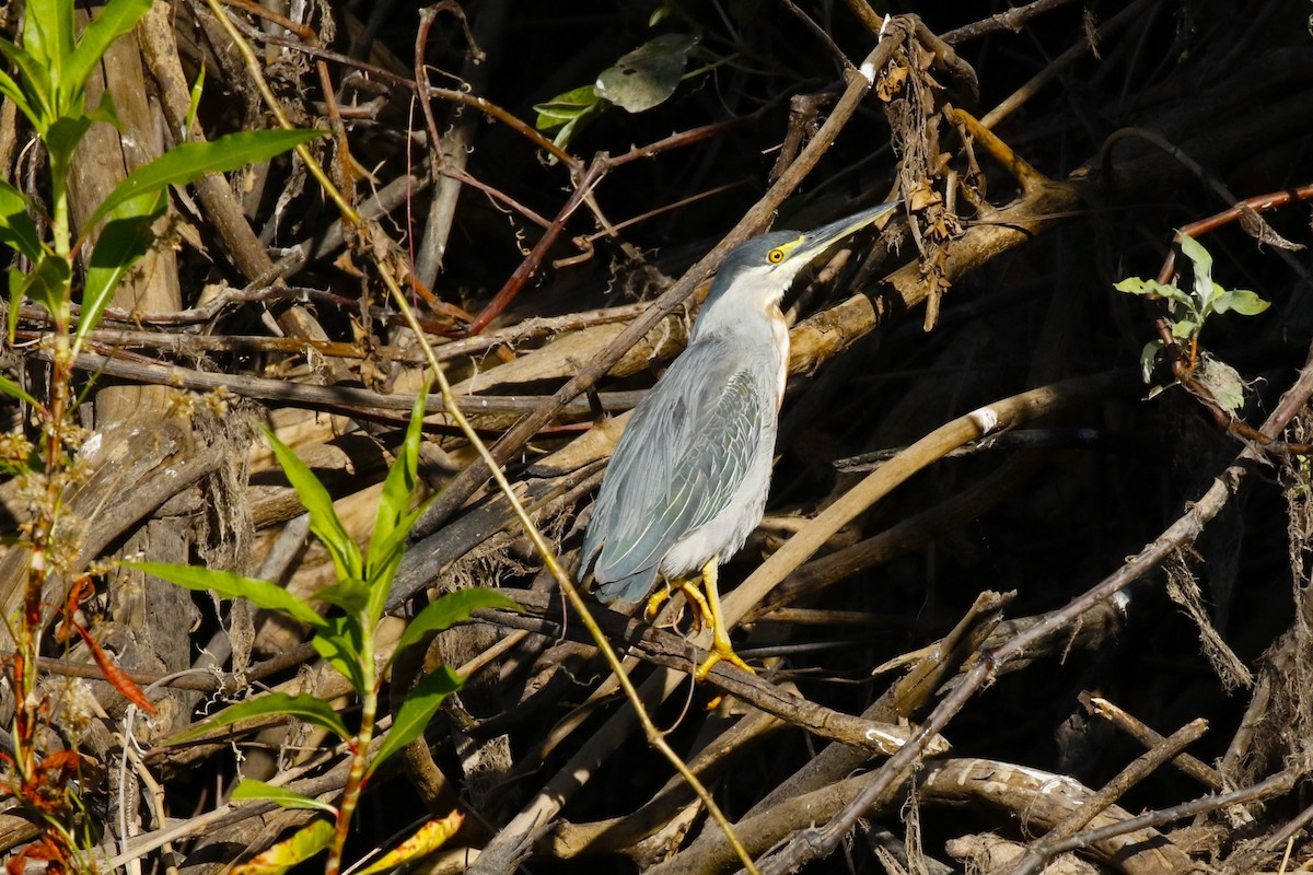 Black-crowned Night Heron - Dan Tankersley