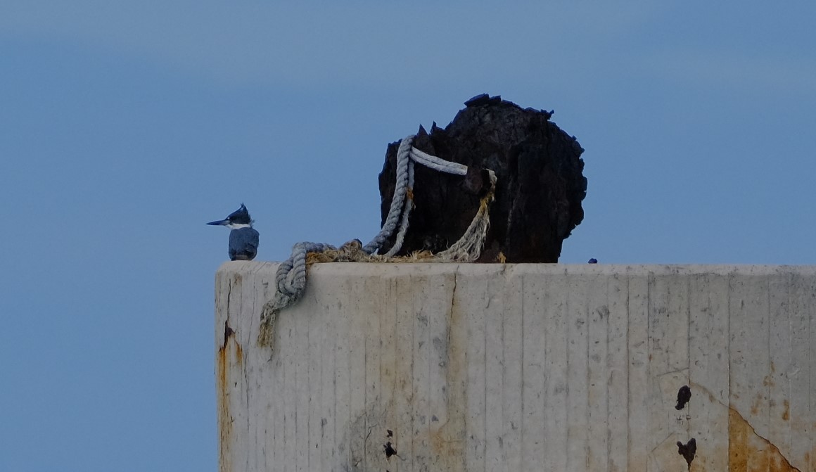 Belted Kingfisher - ML612431945