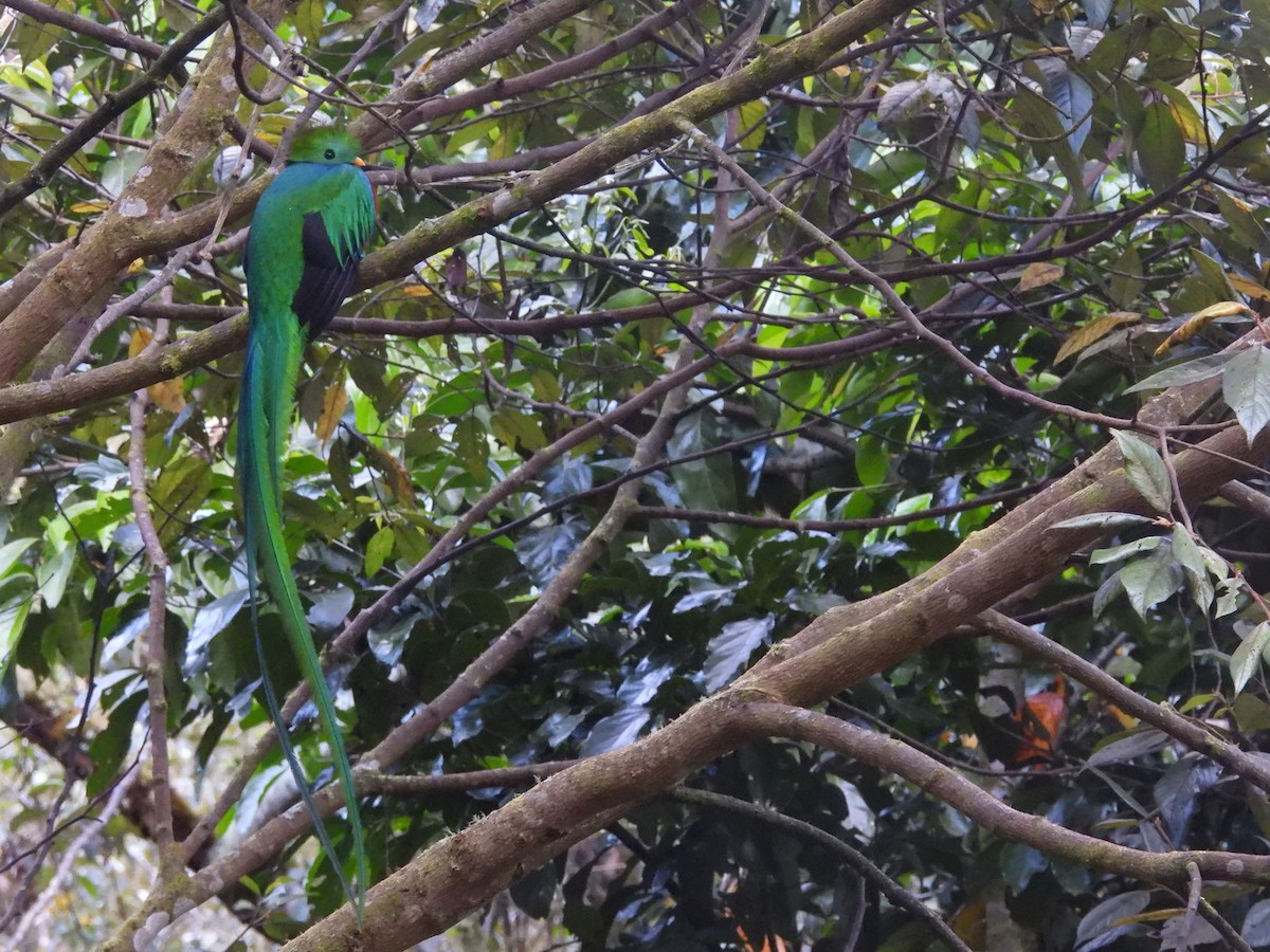 Resplendent Quetzal - Isaac Smith