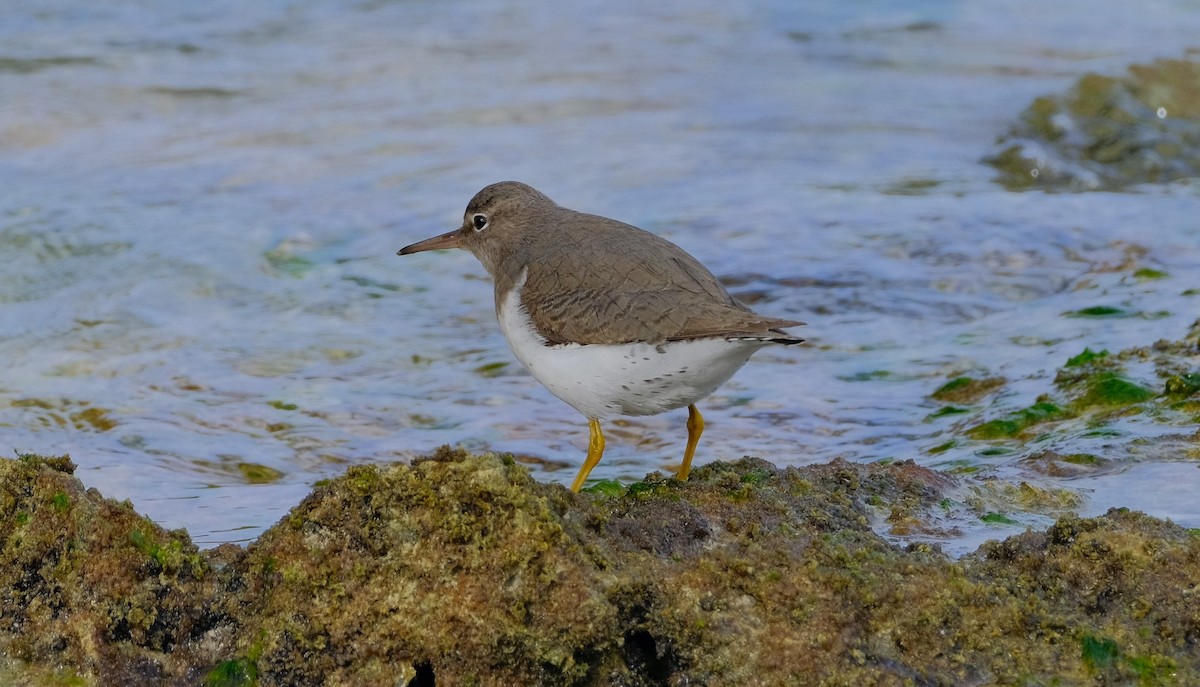 Spotted Sandpiper - ML612431965