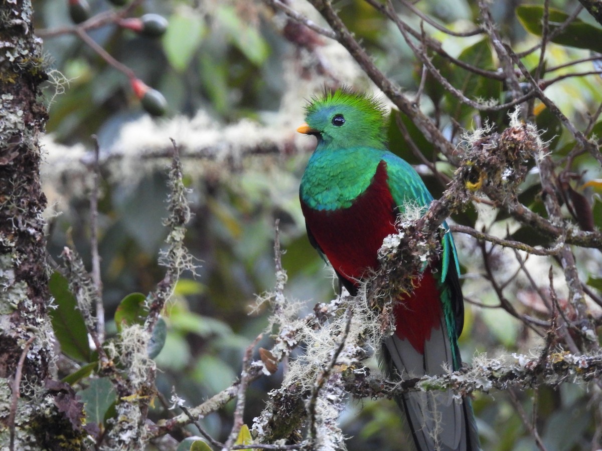 Resplendent Quetzal - Isaac Smith