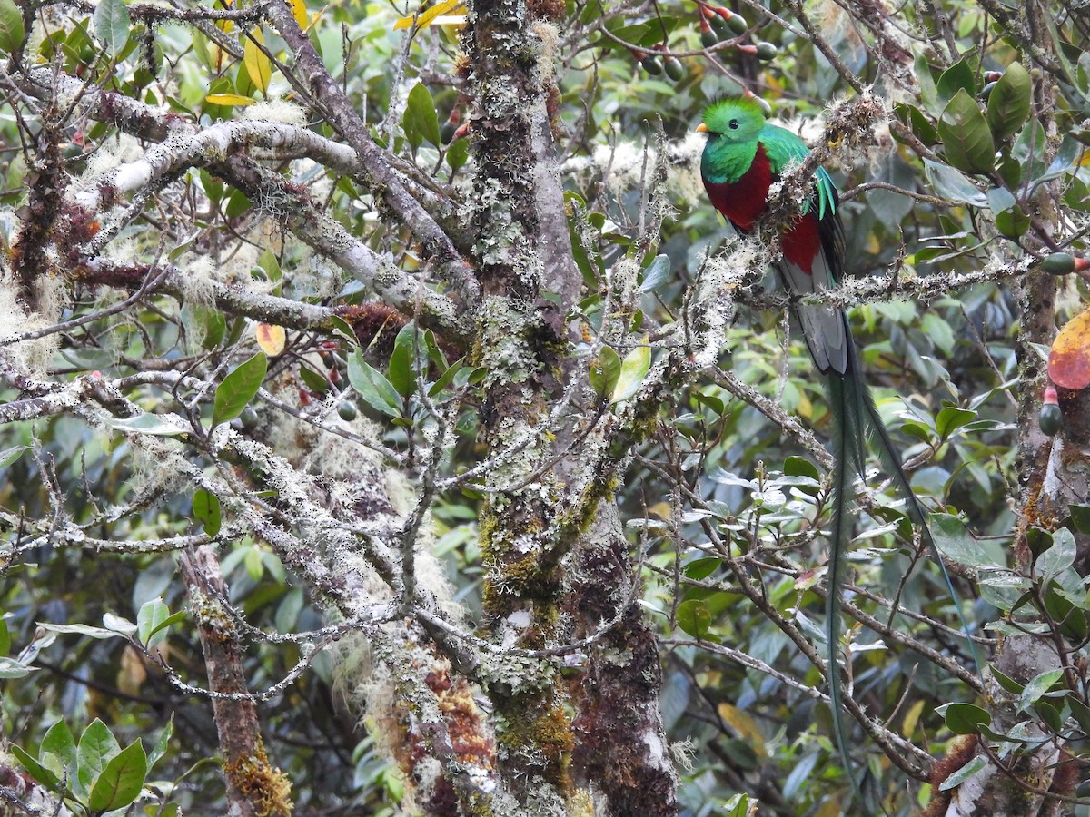 Resplendent Quetzal - Isaac Smith