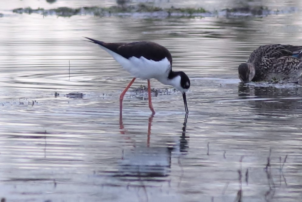 Black-necked Stilt - ML612432083