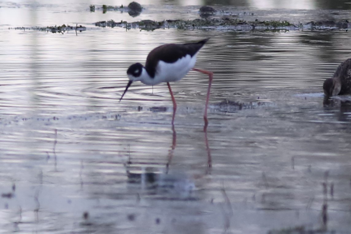 Black-necked Stilt - Grace Thornton