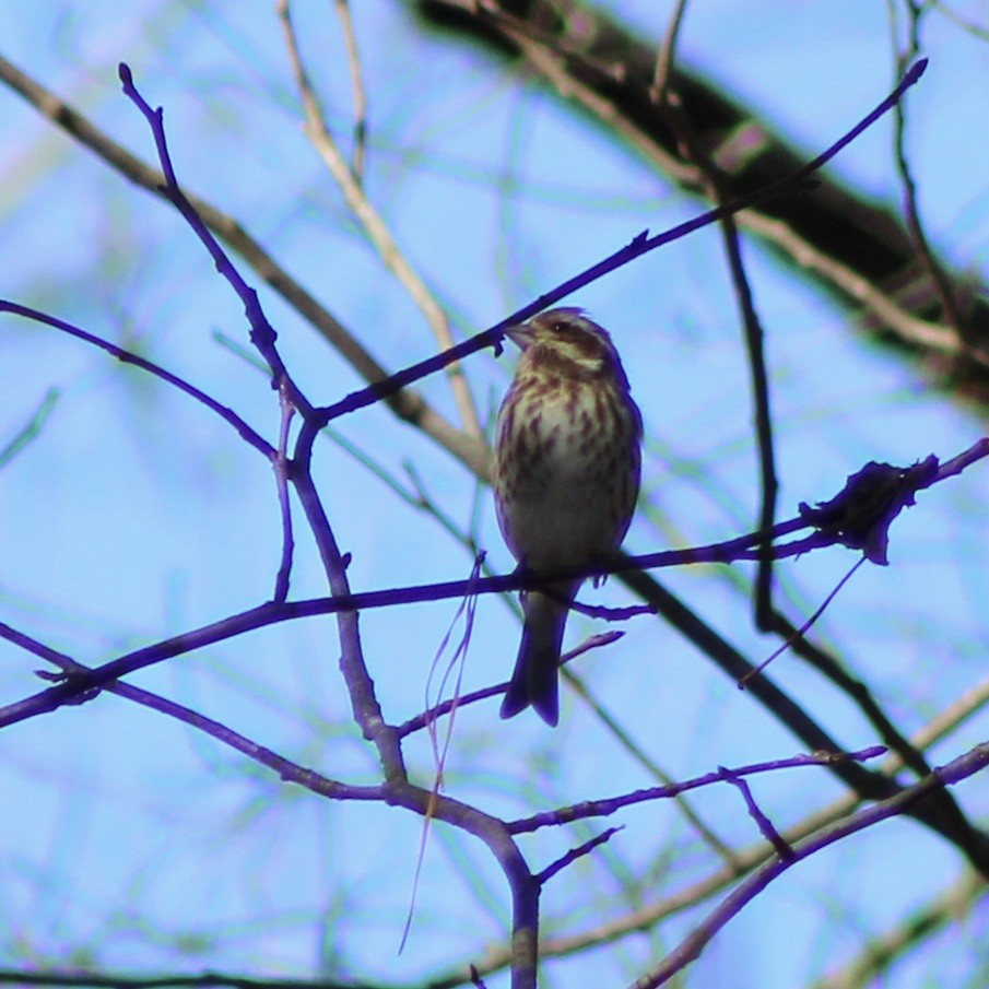 Purple Finch - ML612432129