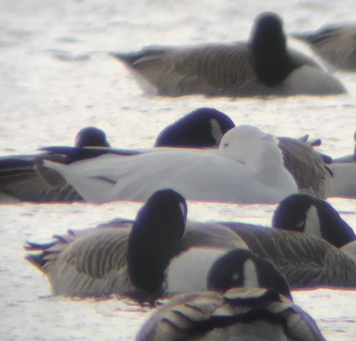 Ross's Goose - ML612432148