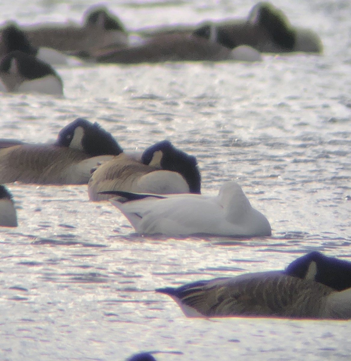 Ross's Goose - ML612432157