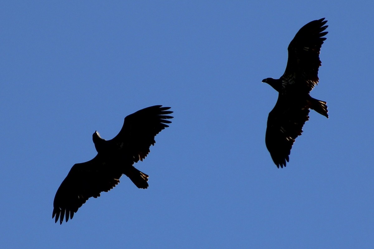 Bald Eagle - Kevin Markham