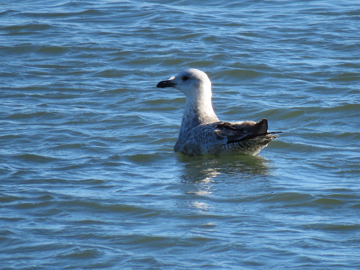 Lesser Black-backed Gull - Joe Hoelscher