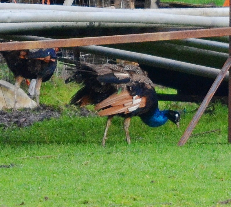 Indian Peafowl - ML612432279