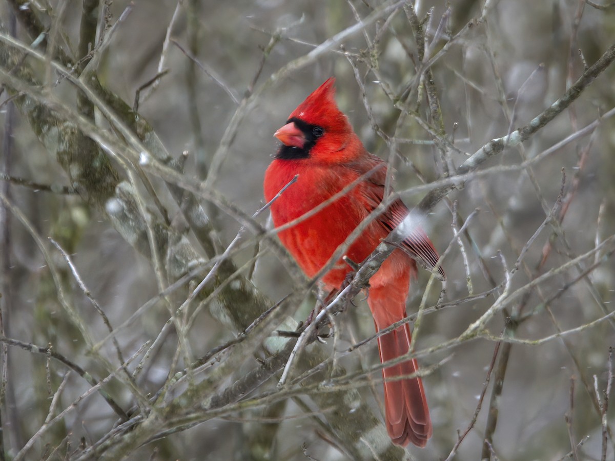 Northern Cardinal - ML612432351