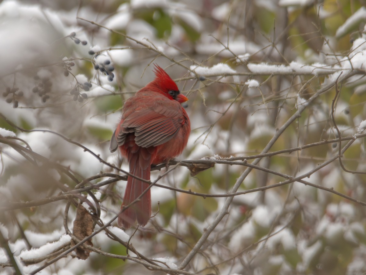 Northern Cardinal - ML612432352