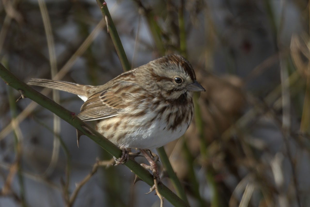 Song Sparrow - ML612432373