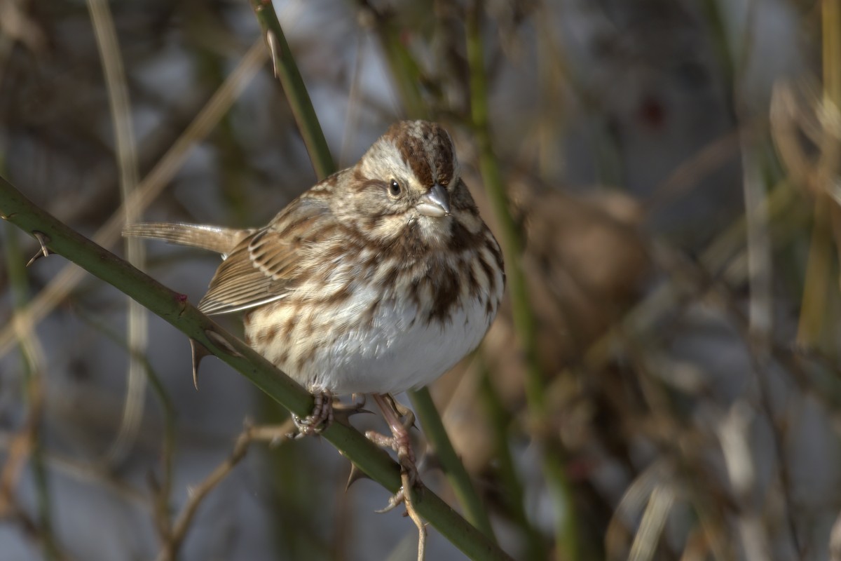 Song Sparrow - ML612432374
