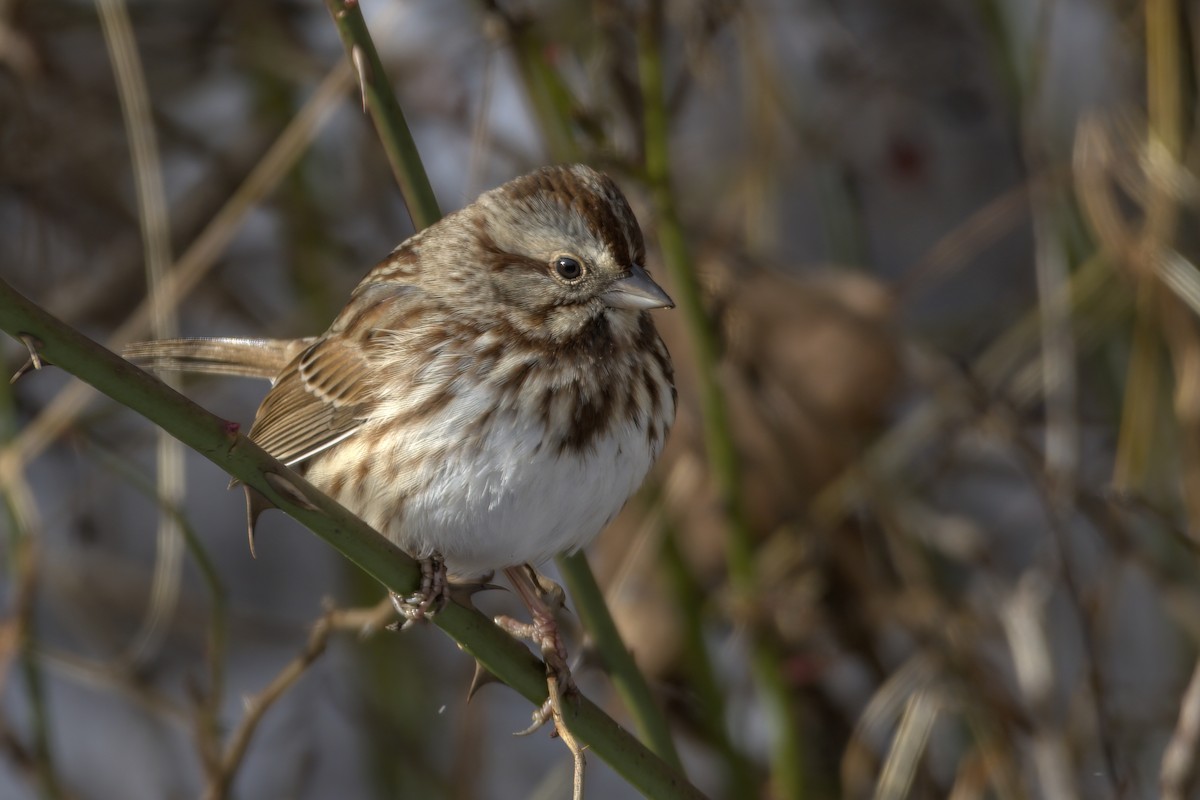 Song Sparrow - ML612432375