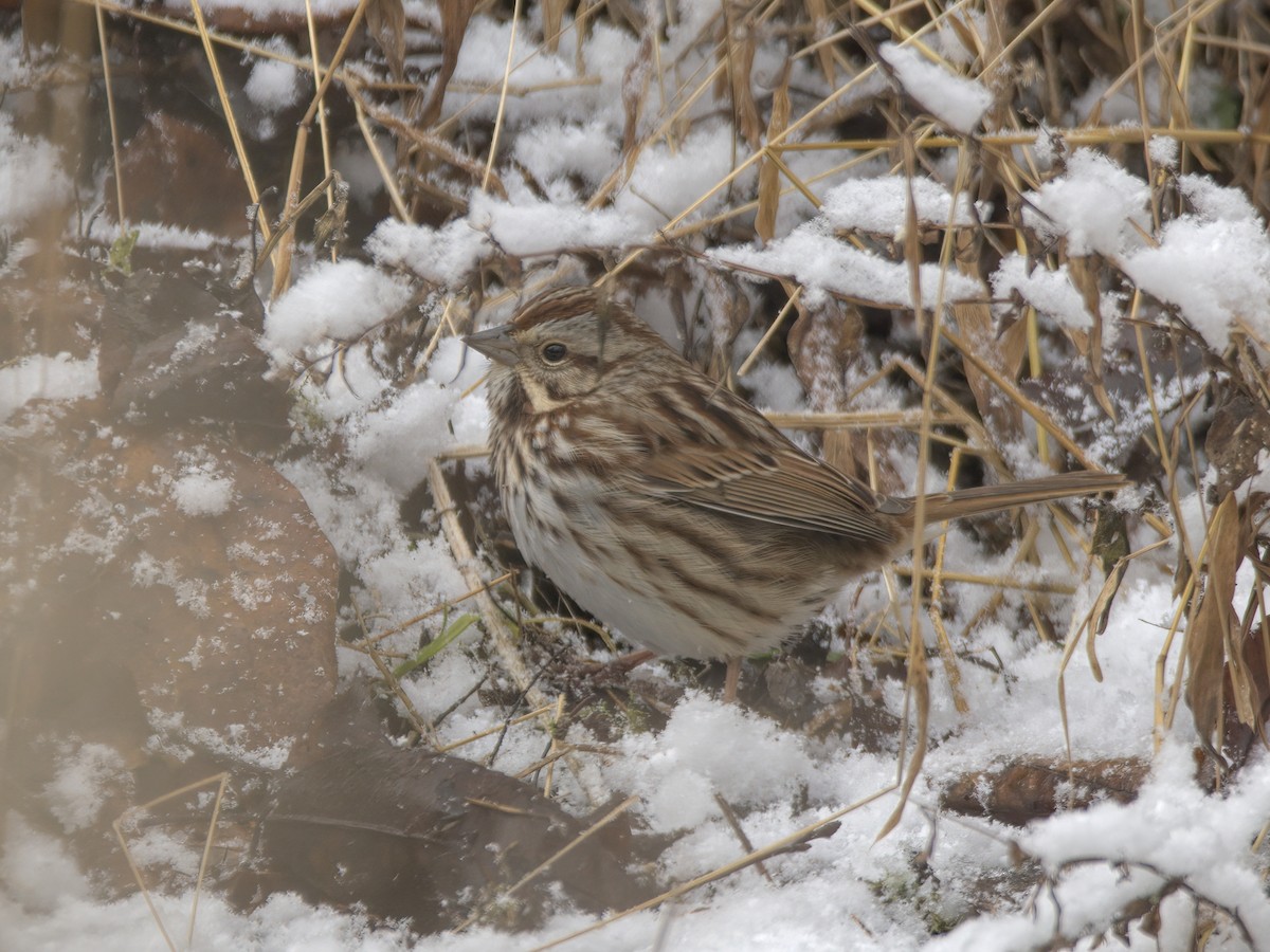 Song Sparrow - ML612432376