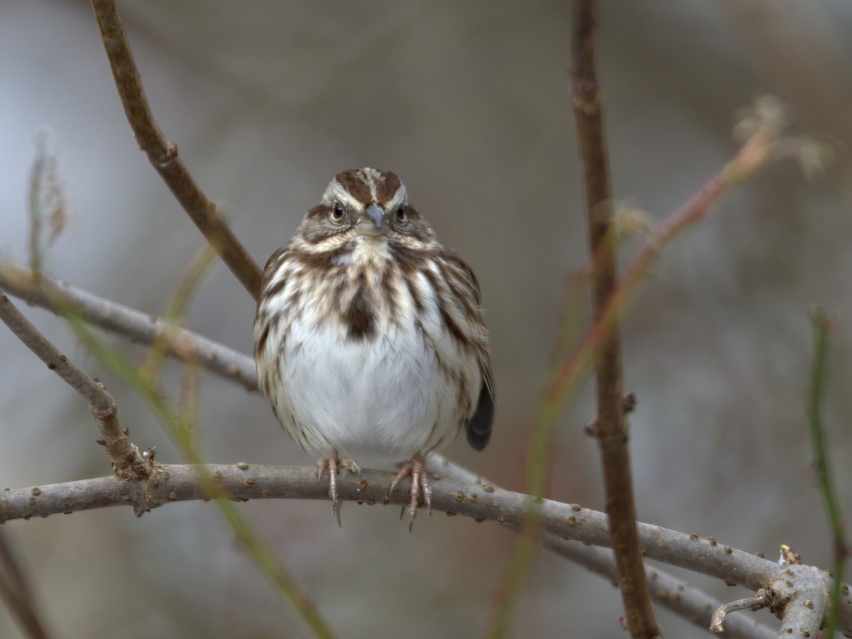 Song Sparrow - ML612432377