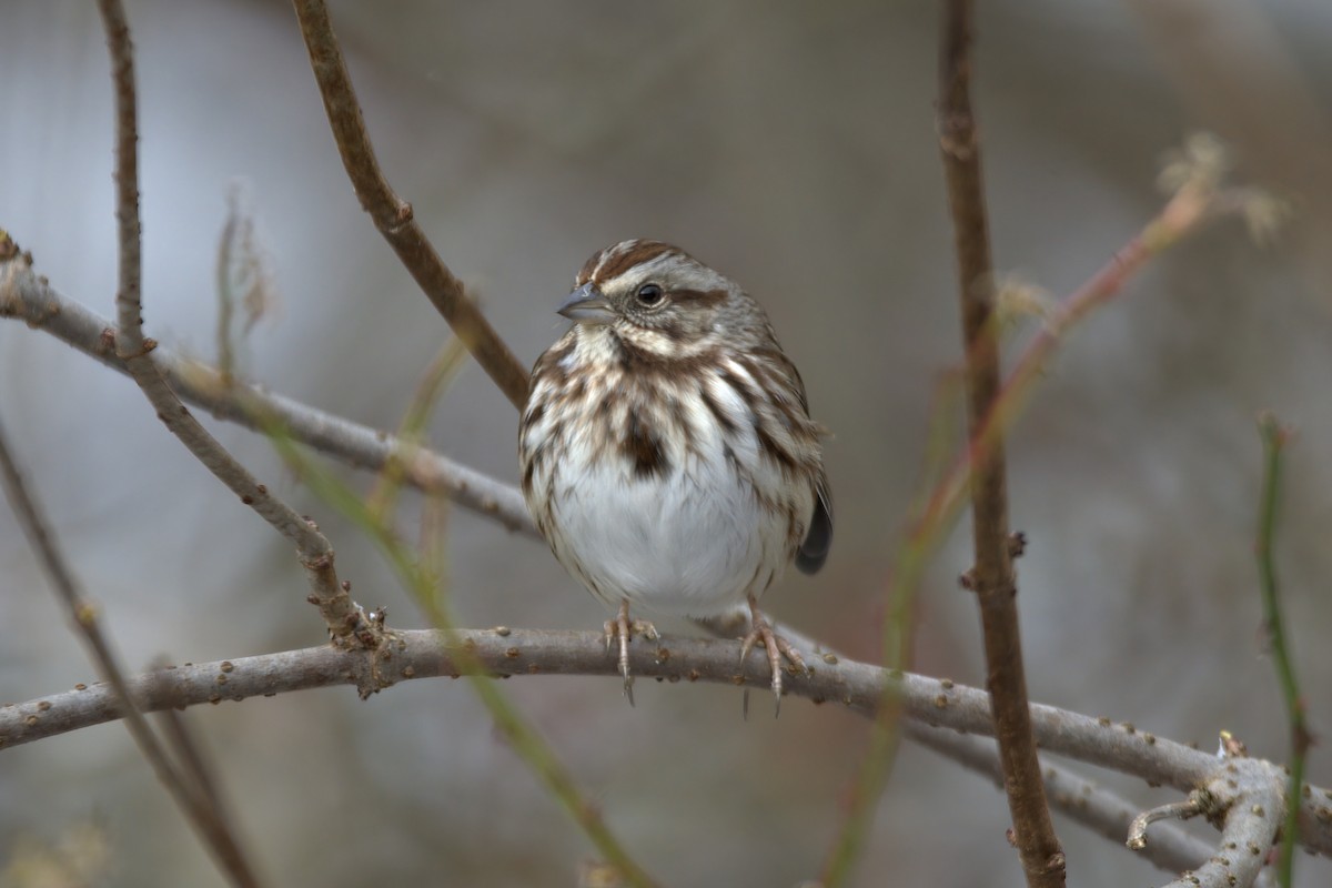 Song Sparrow - ML612432378