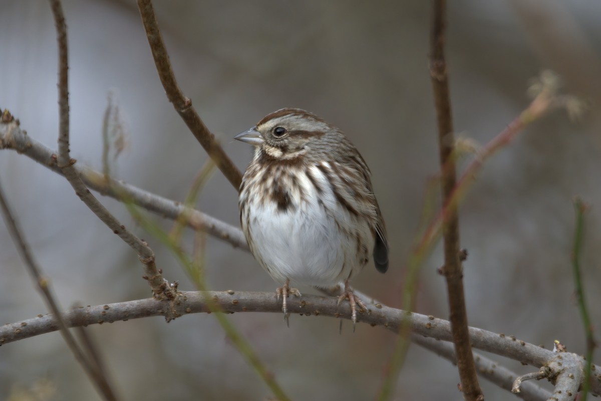 Song Sparrow - ML612432379