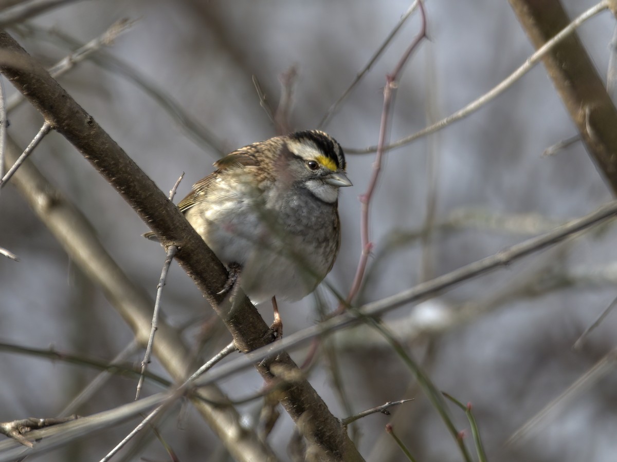 White-throated Sparrow - ML612432397