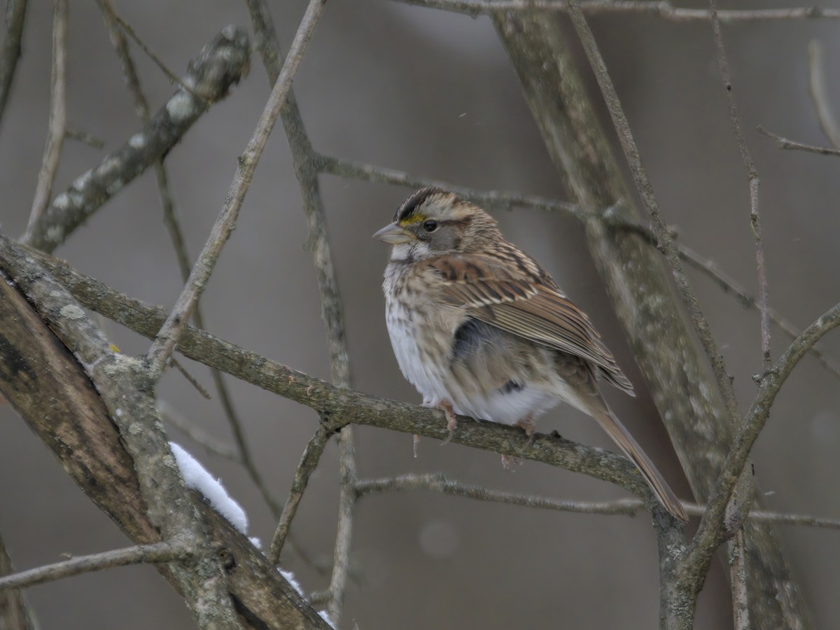 White-throated Sparrow - ML612432398
