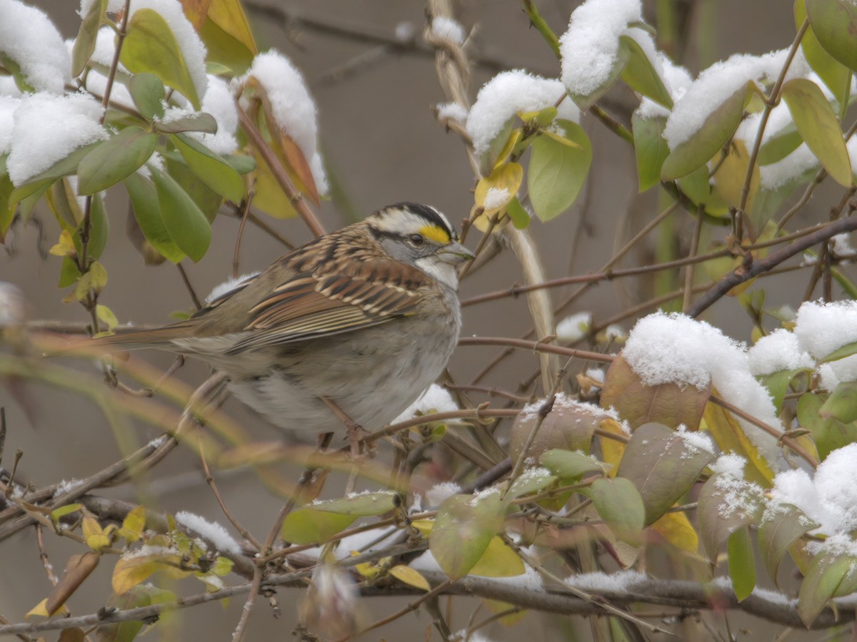 White-throated Sparrow - ML612432399