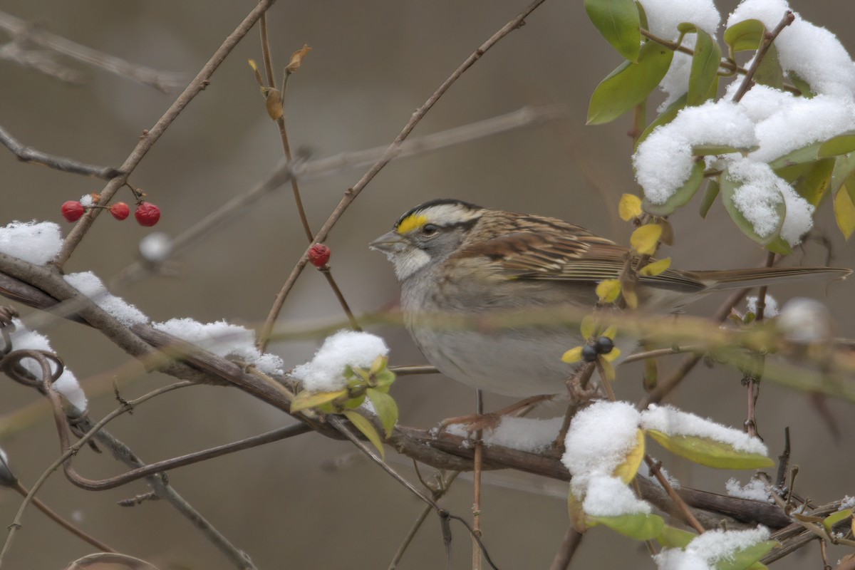 White-throated Sparrow - ML612432400