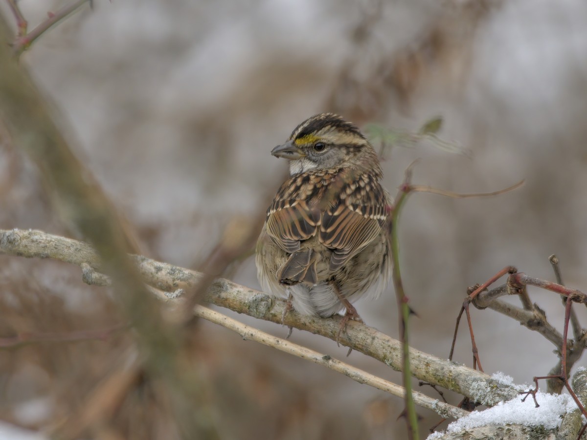 White-throated Sparrow - ML612432401