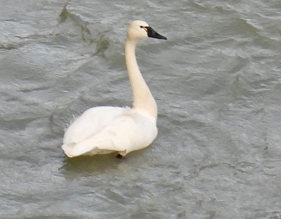 コハクチョウ - ML612432487