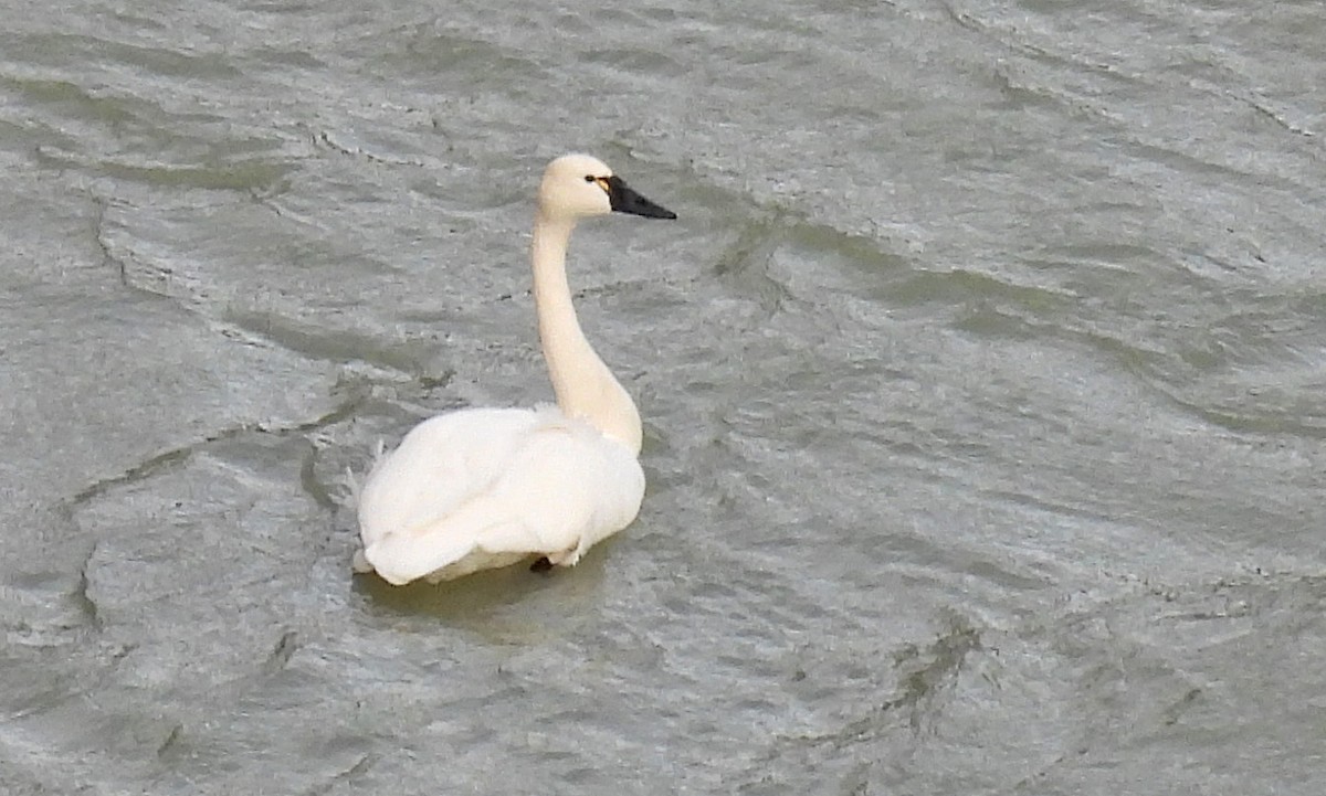 コハクチョウ - ML612432488