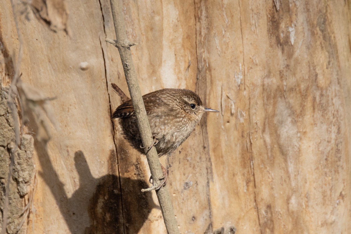 Troglodyte des forêts - ML612432529