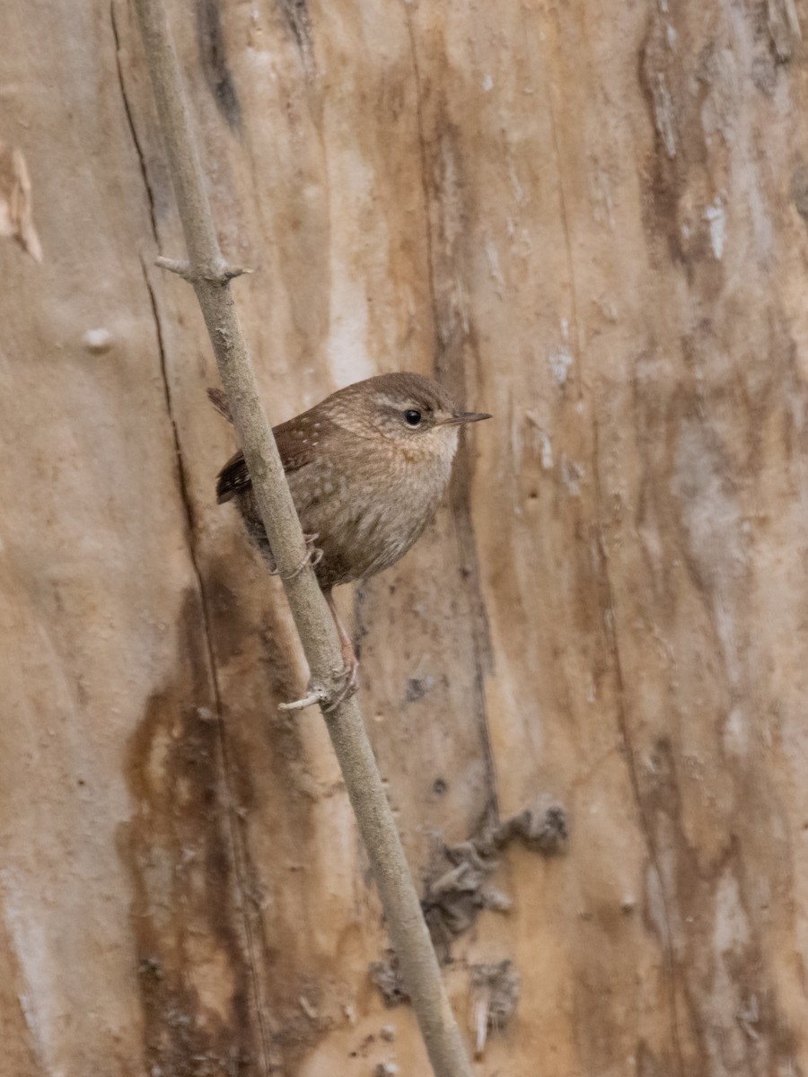 Winter Wren - ML612432530