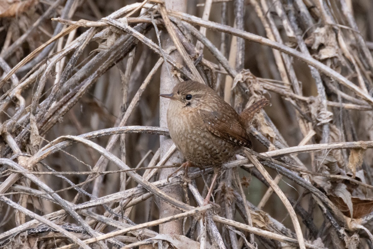 Winter Wren - ML612432532