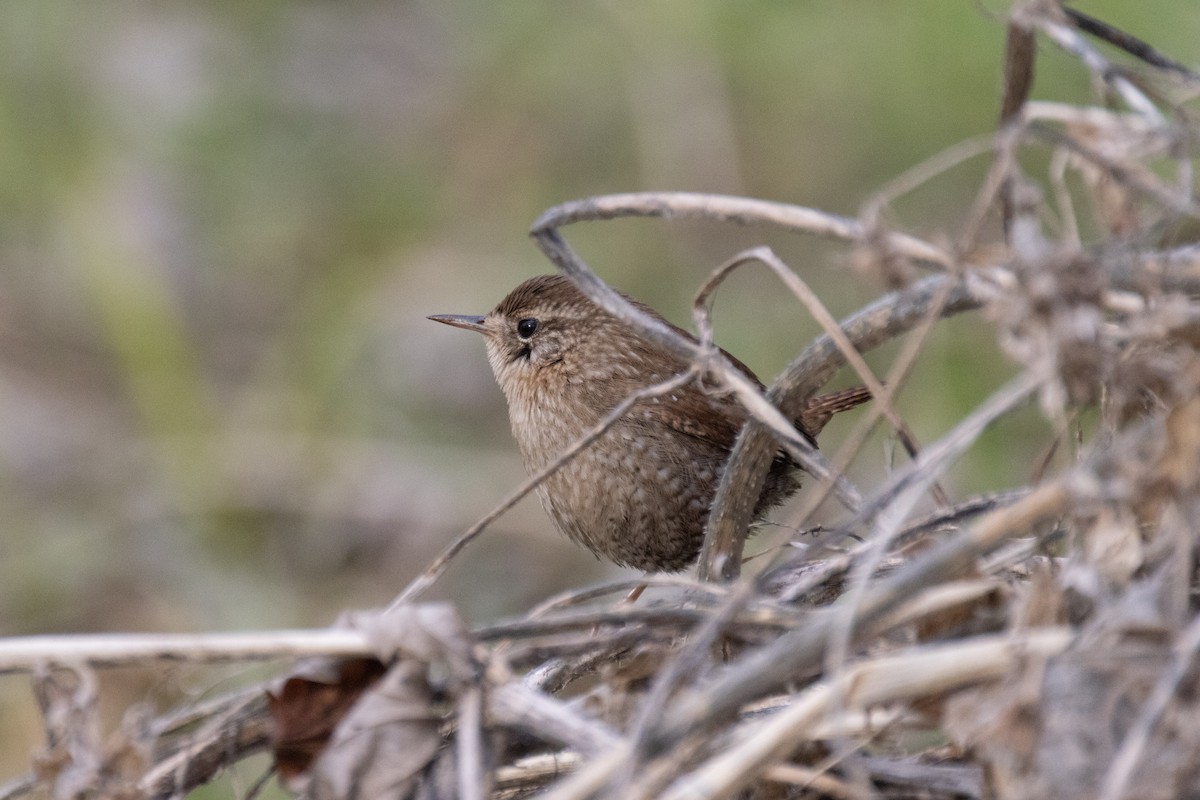 Winter Wren - ML612432534