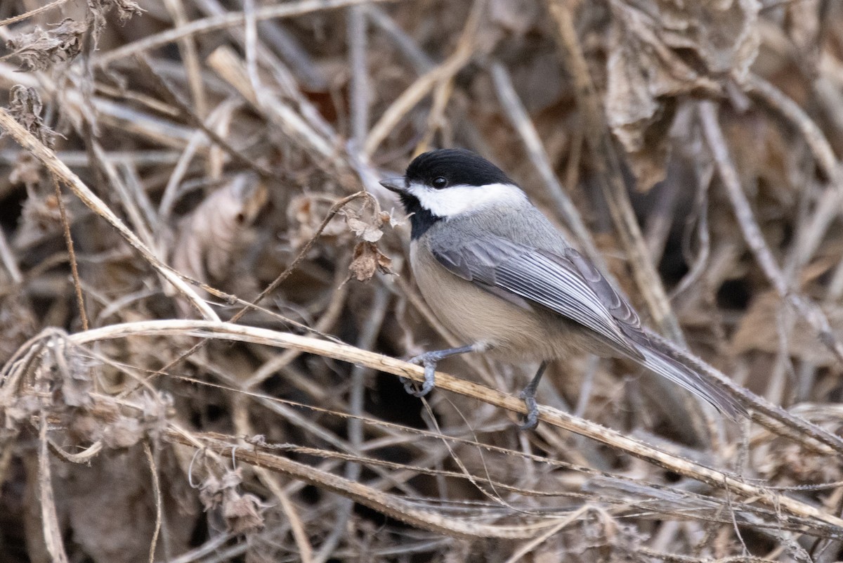 Carolina Chickadee - ML612432543