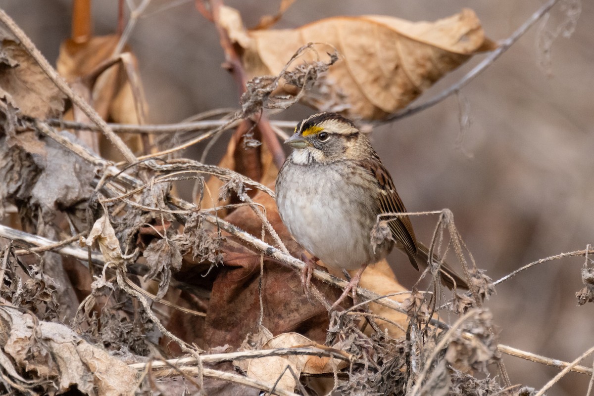 White-throated Sparrow - ML612432551